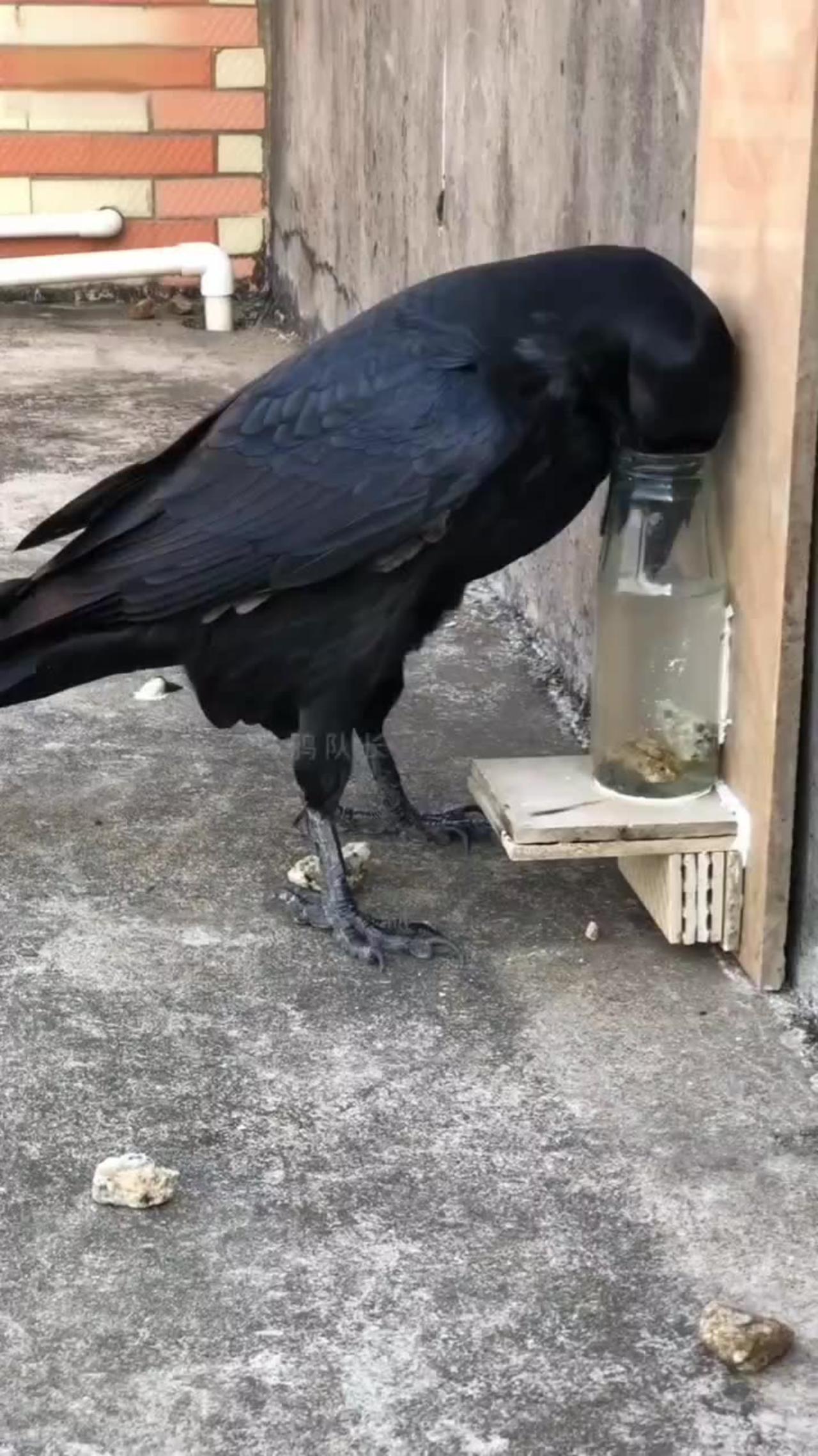 The Untold Story: The Real Lyra Crow Leak
