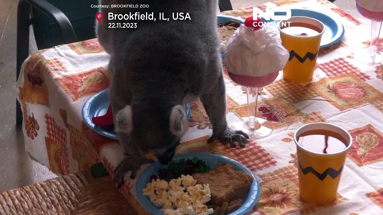 WATCH: Brookfield Zoo treats lemurs to a special Thanksgiving feast