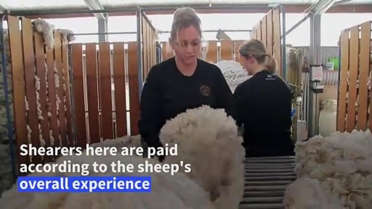 'Slow shearing' at New Zealand sheep station puts animal happiness first