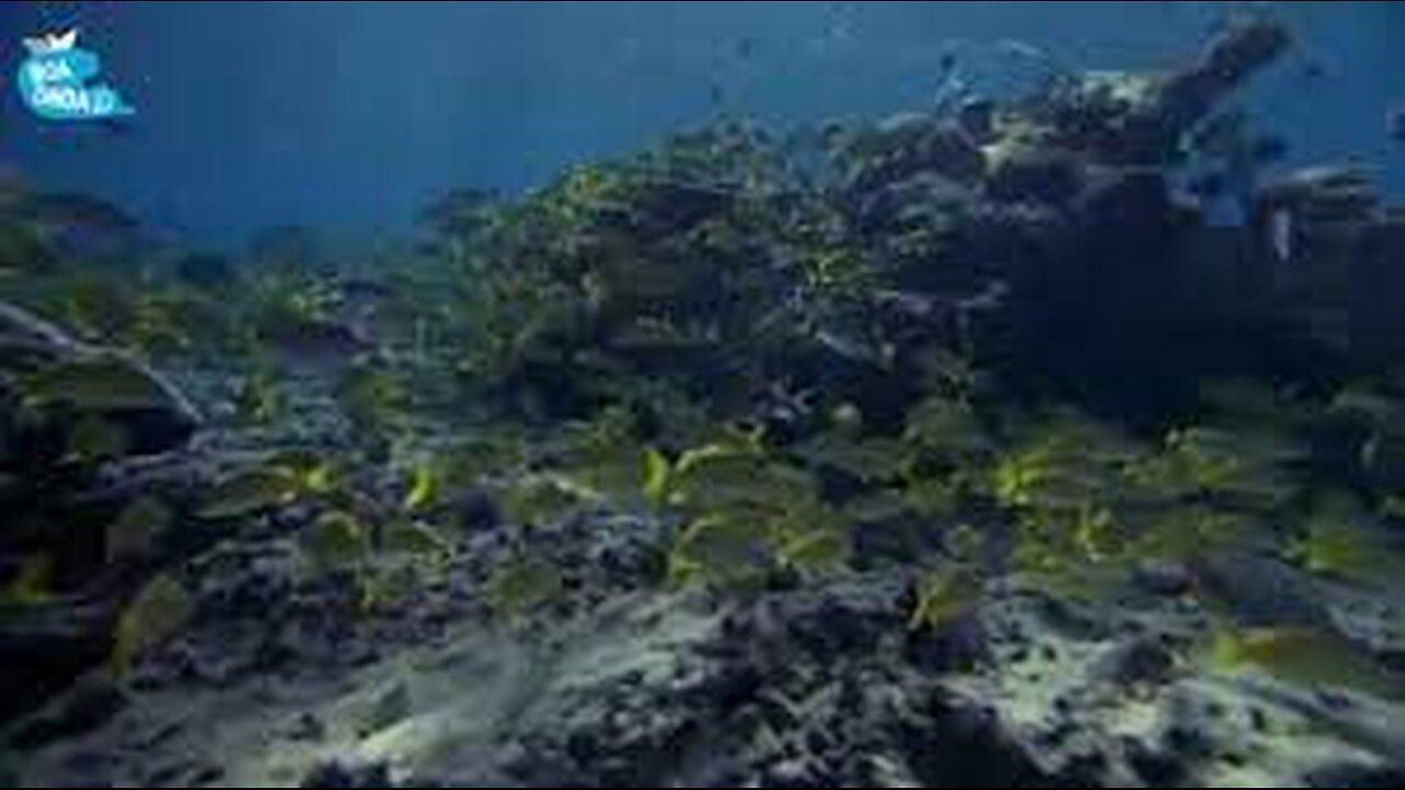11 HOURS of underwater wonders in 4K + relaxing music - coral reefs and marine life