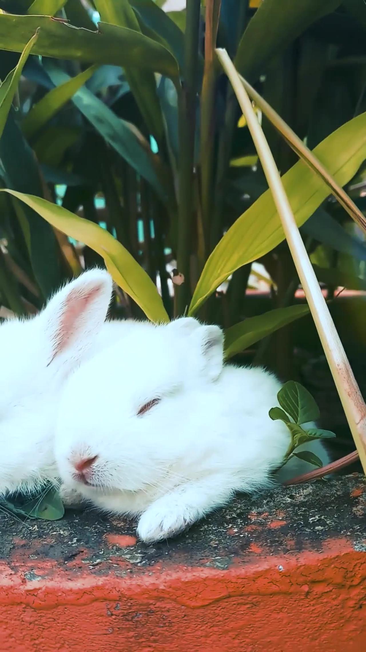 Cute Funny Rabbit
