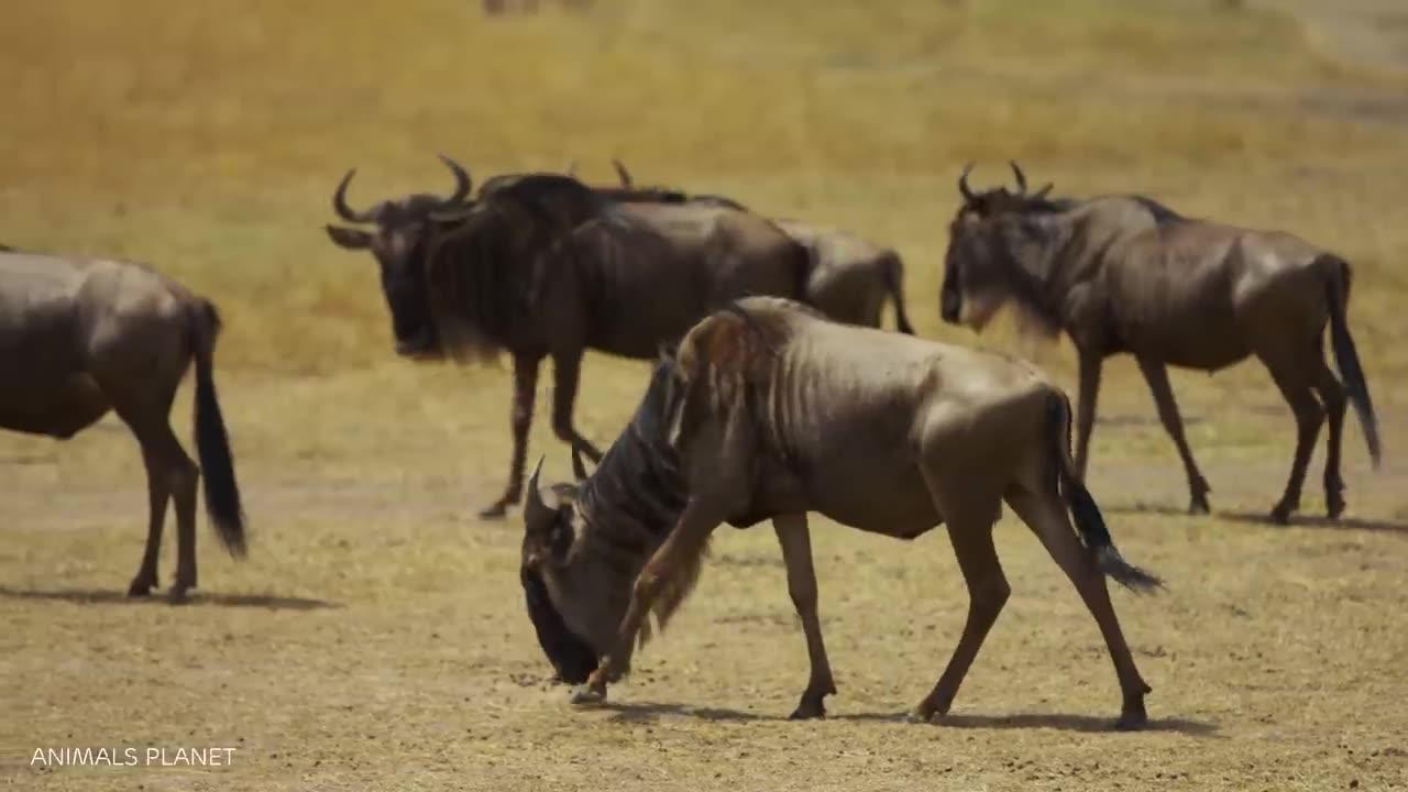 Nature's Symphony: Ducks, Chickens, Goats, Pigs, Bears, Camels, Moose, Cats