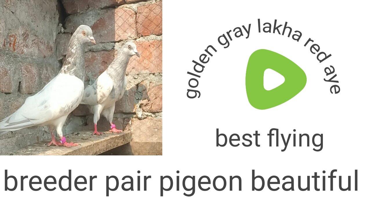 Lakha gray breeder pair pigeon beautiful best breeding