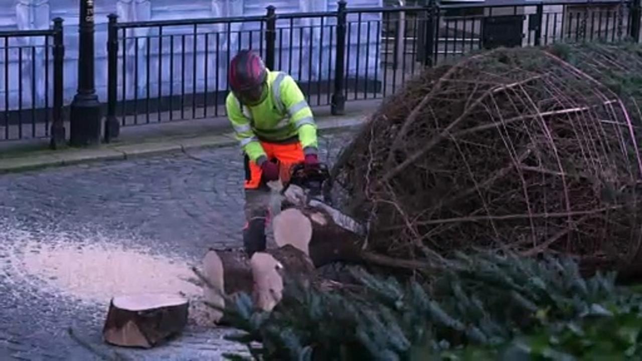 Parliament Square Christmas tree moved into place