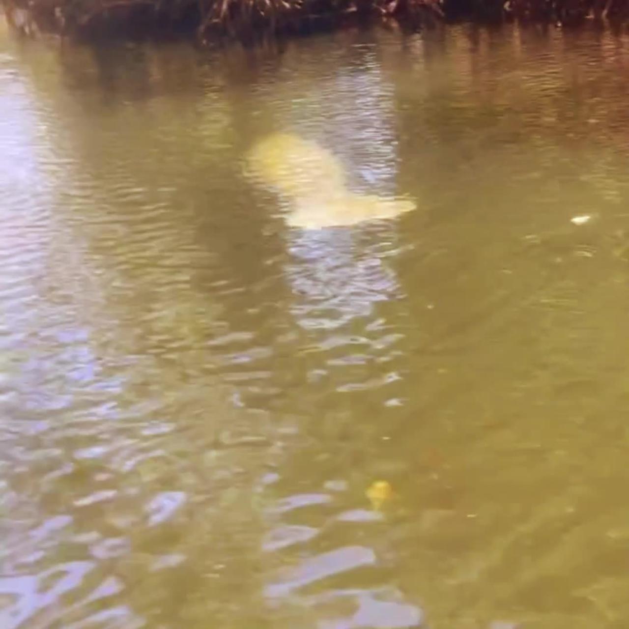 Manatee Swimming In Our Canal