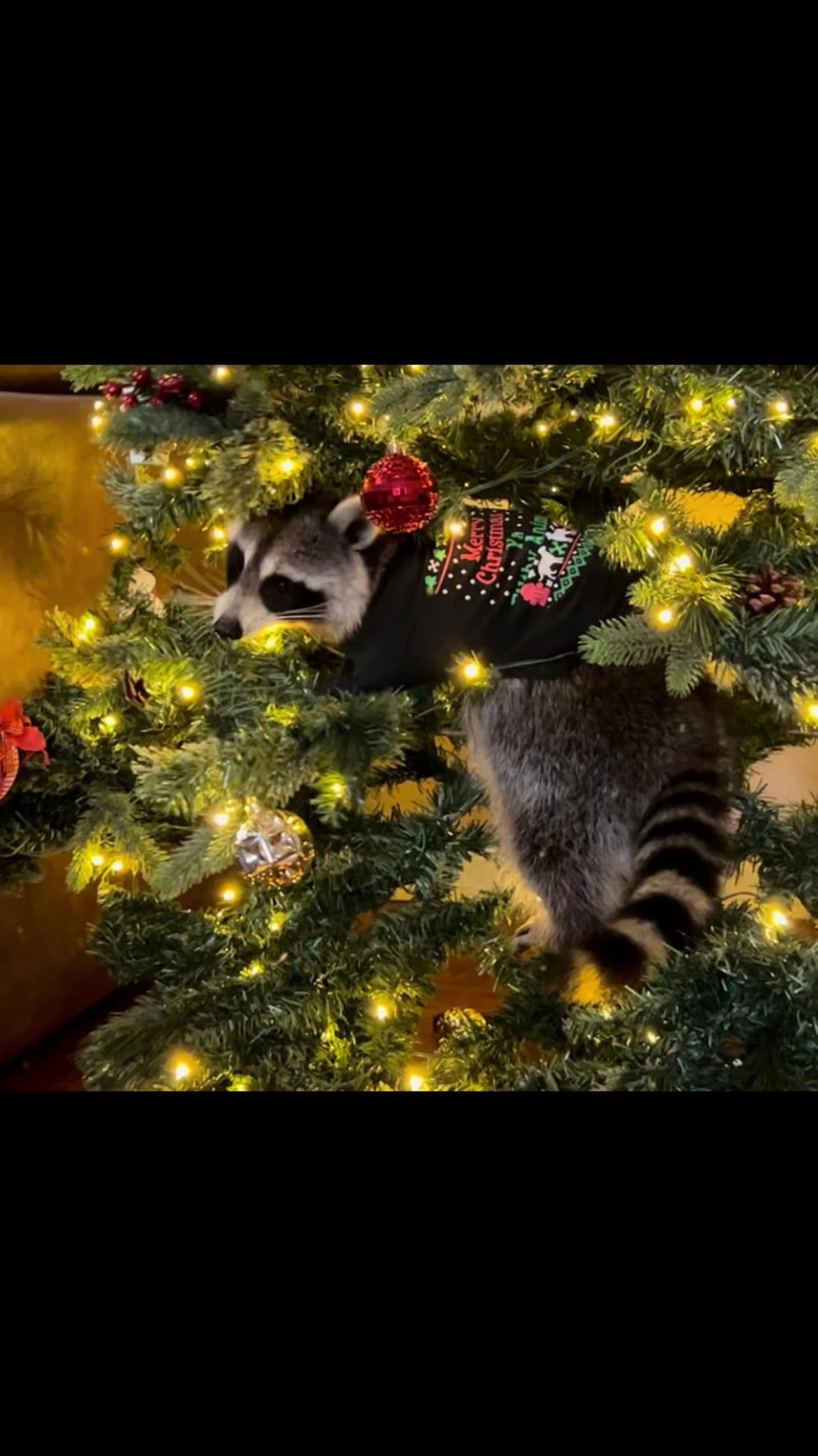 Raccoon Helps Decorate Christmas Tree One News Page VIDEO
