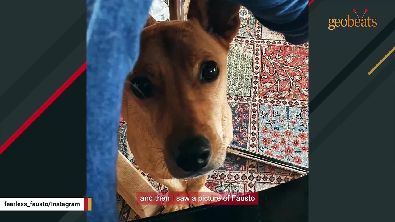 Shelter dog has heartbreaking response when taken outside