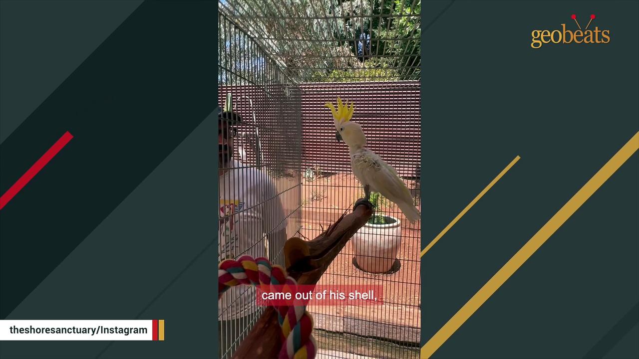 Cockatoo is heartbroken after family rejects him