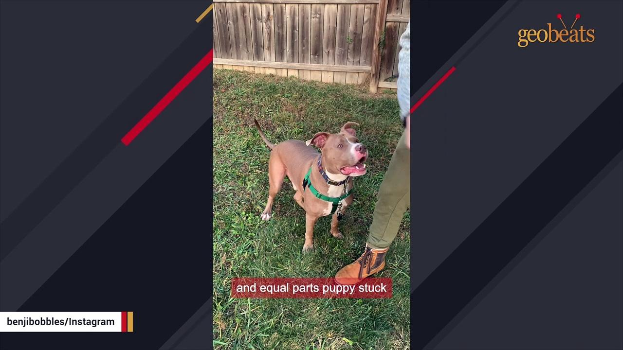 Unwanted dog is so gentle with new family