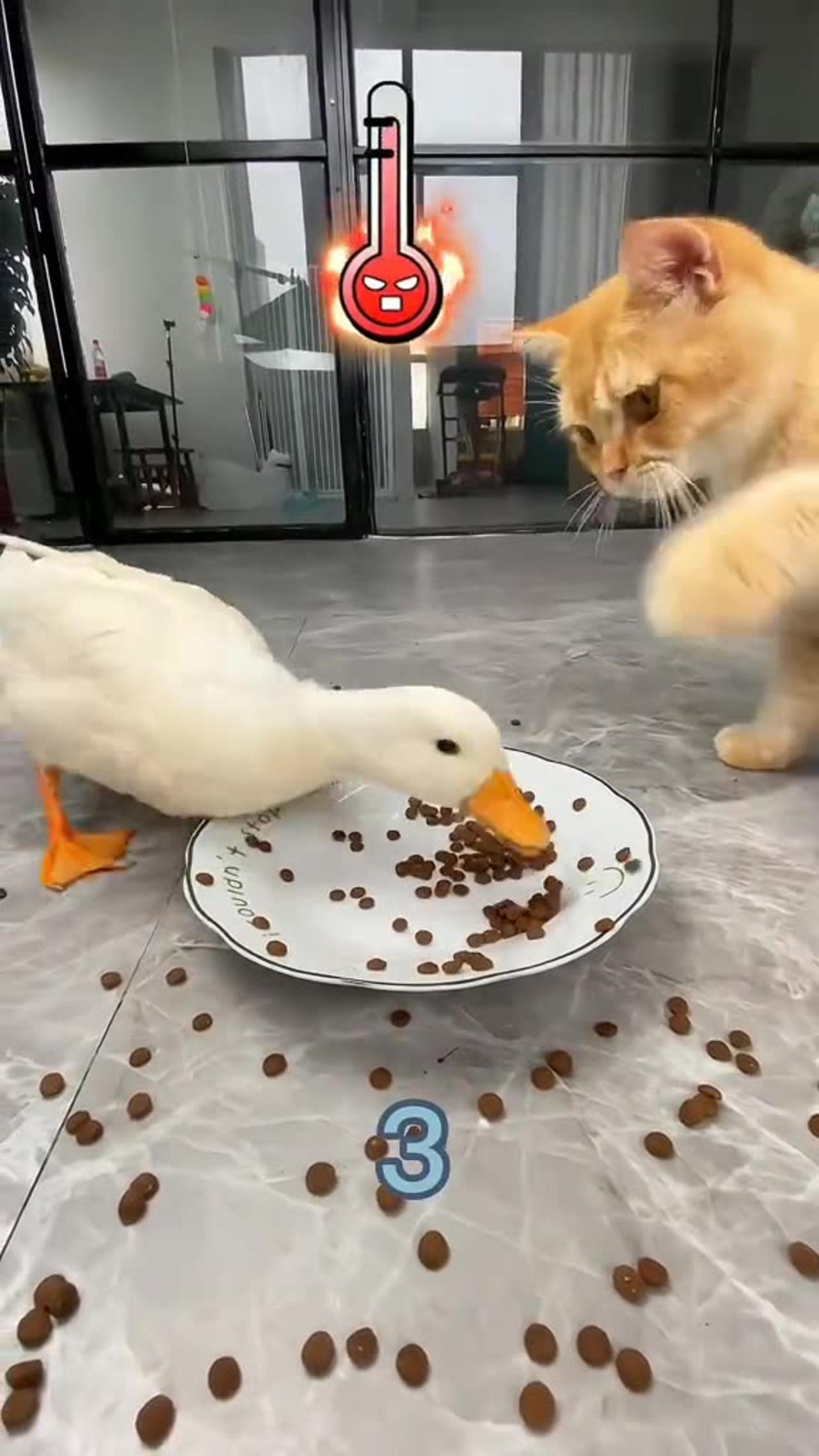 Viral video cat & duck