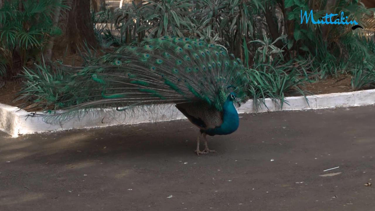 Peacock Feathers Opening & Dancing Full HD Video | Birds Relaxing Sound | The Amazing Indian Peafowl