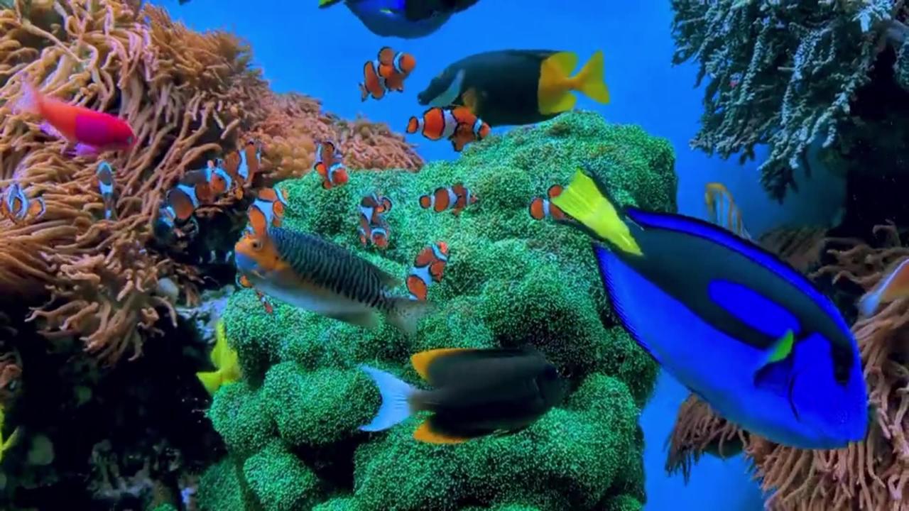 Marine Fish and Animals - One News Page VIDEO