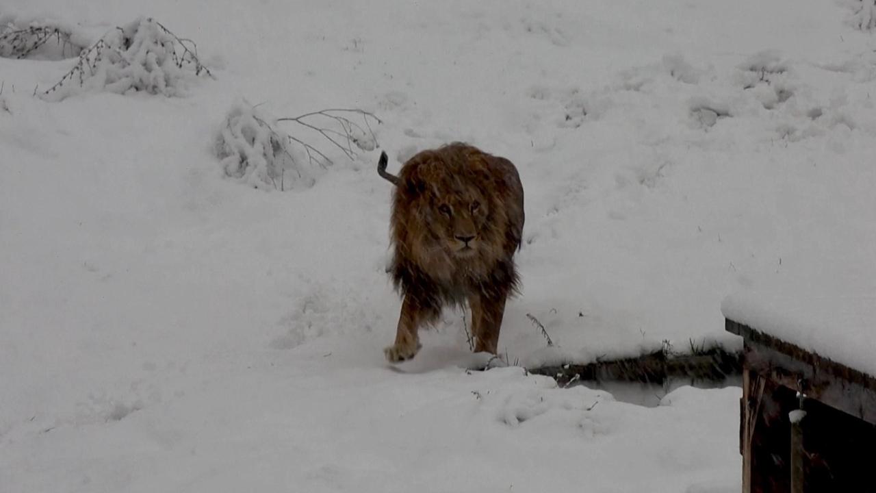 Kosovo’s Snowy Animal Sanctuary Puzzles Lion as Bears Opt for Food Over Hibernation