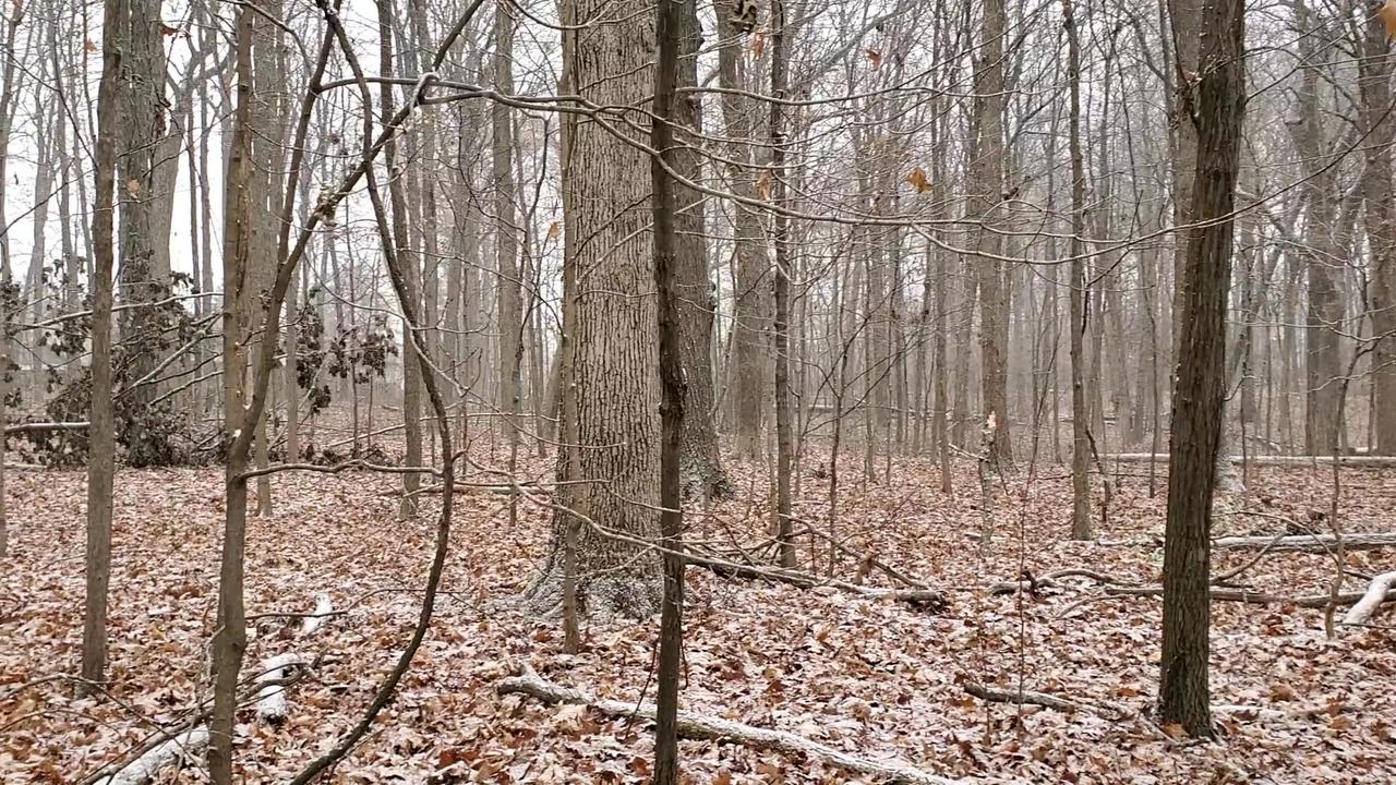 Snowfall in Southeast Michigan Forest