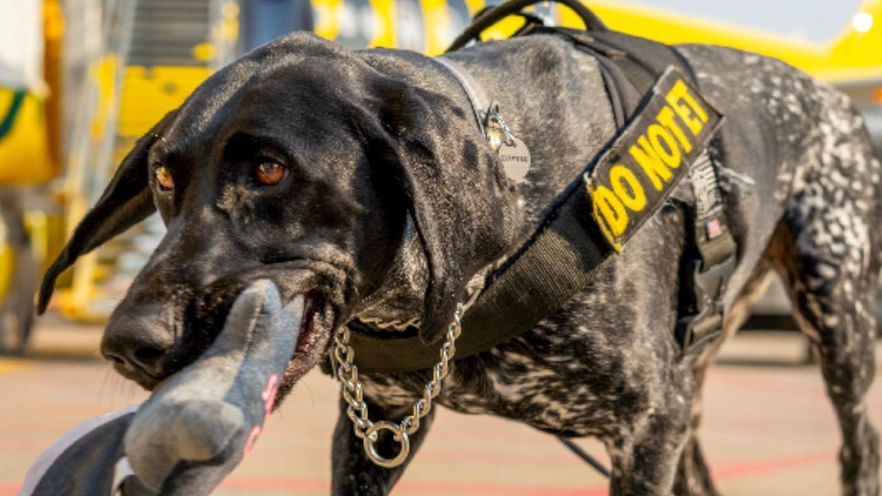 TSA Unleashes Adorable 2024 Canine Calendar One News Page VIDEO