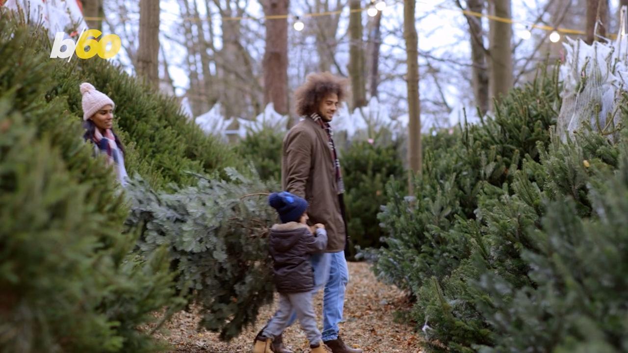 Do Christmas Trees Change the Air Quality in Our Homes?