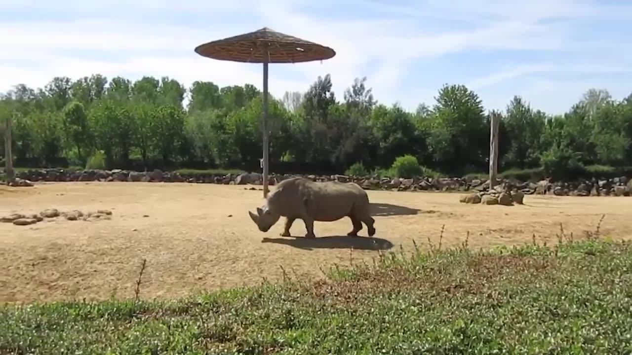 20 Times African Safari Trips Went Horribly One News Page VIDEO