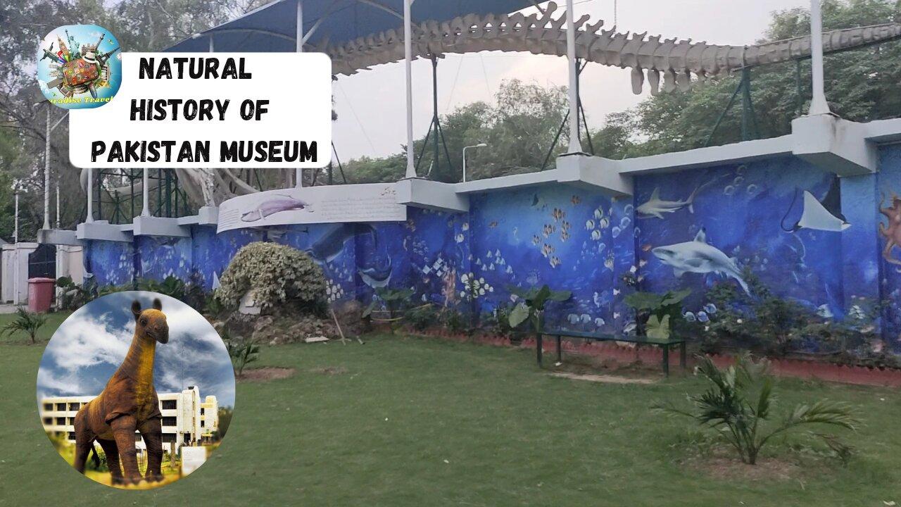 Timeless Treasures: Unveiling the Natural History of Pakistan Museum | part 1