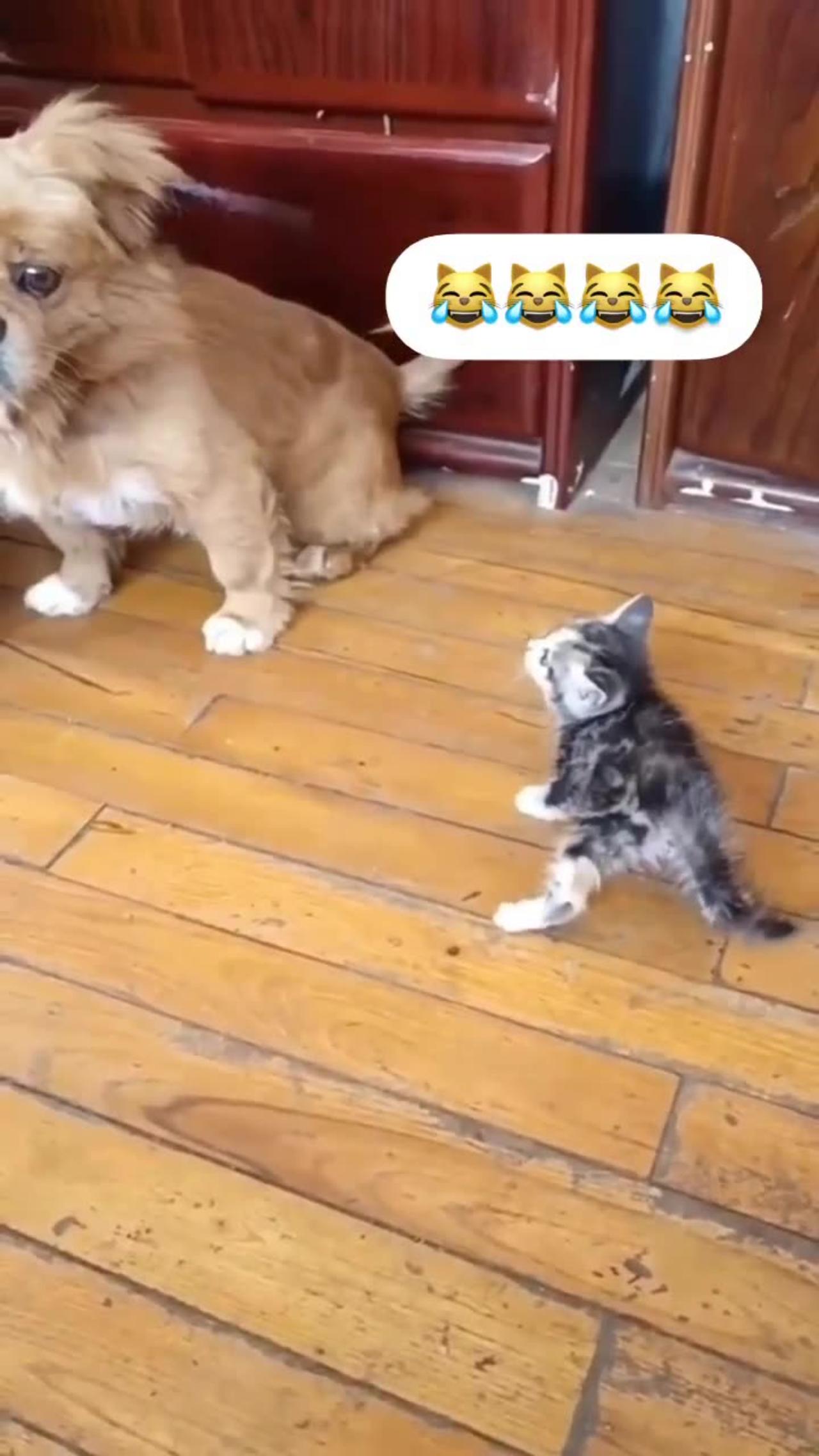 Cat and dog are playing 😂😂