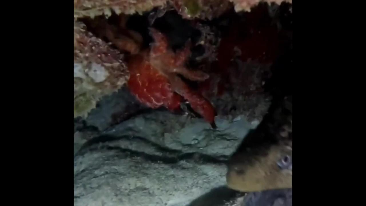 Small Crab scares huge moray 🤣
