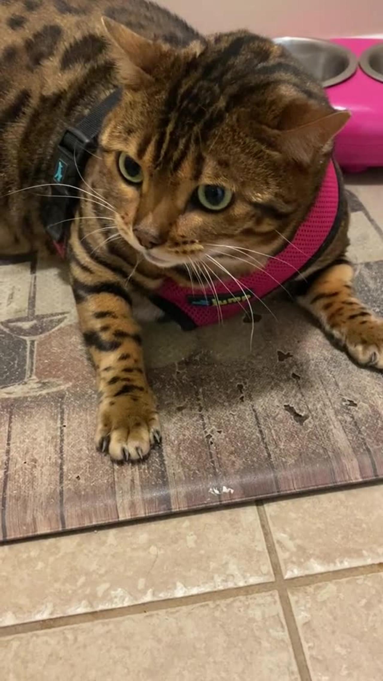Cat has a hilarious reaction to wearing harness for the first time