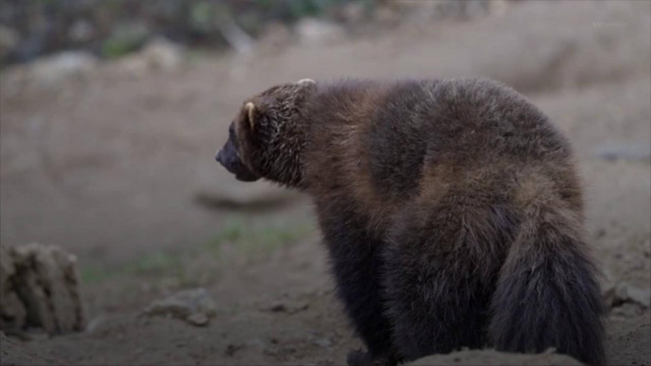 Wolverines Threatened With Extinction Receive Federal Protection
