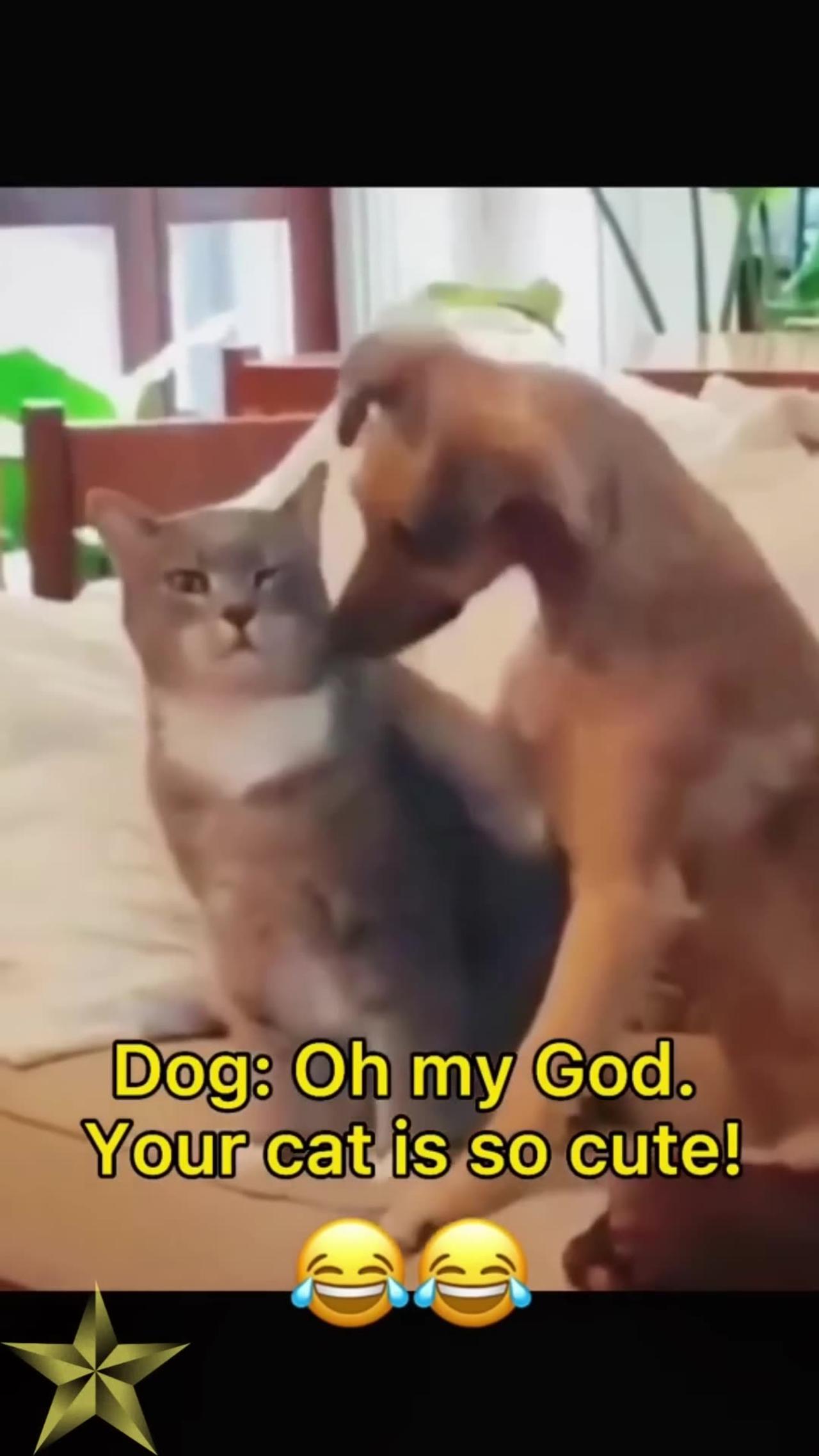 Funny_Videos_Funny_Cats_and_Dogs_MEMES__Try_Not_To