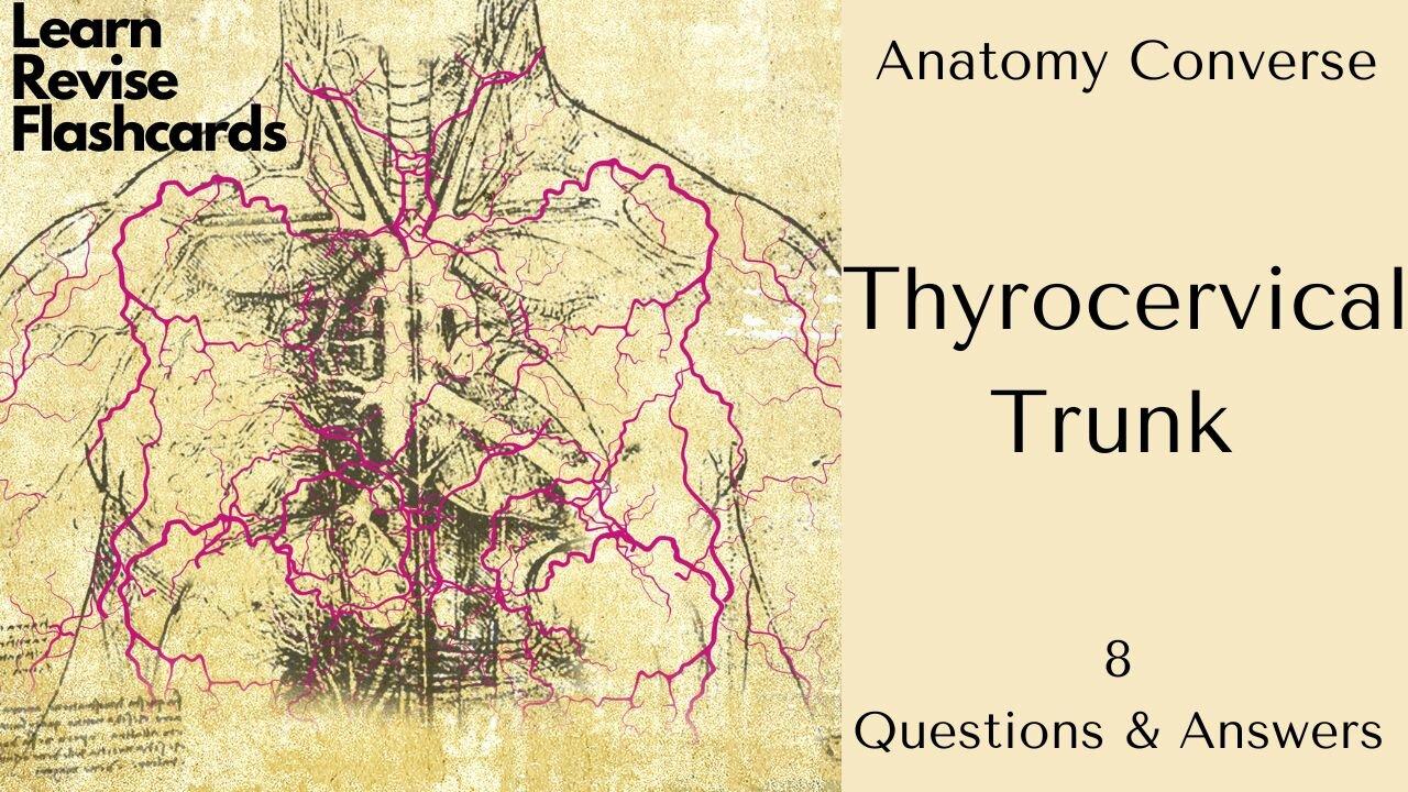 Thyrocervical Trunk | 8 Questions and Answers