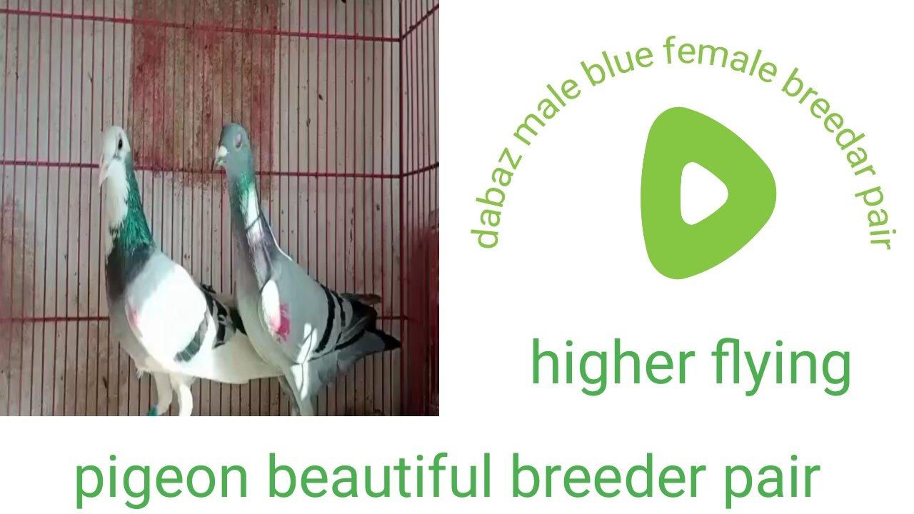 Dabaz male blue female pigeonbeautiful breeder pair