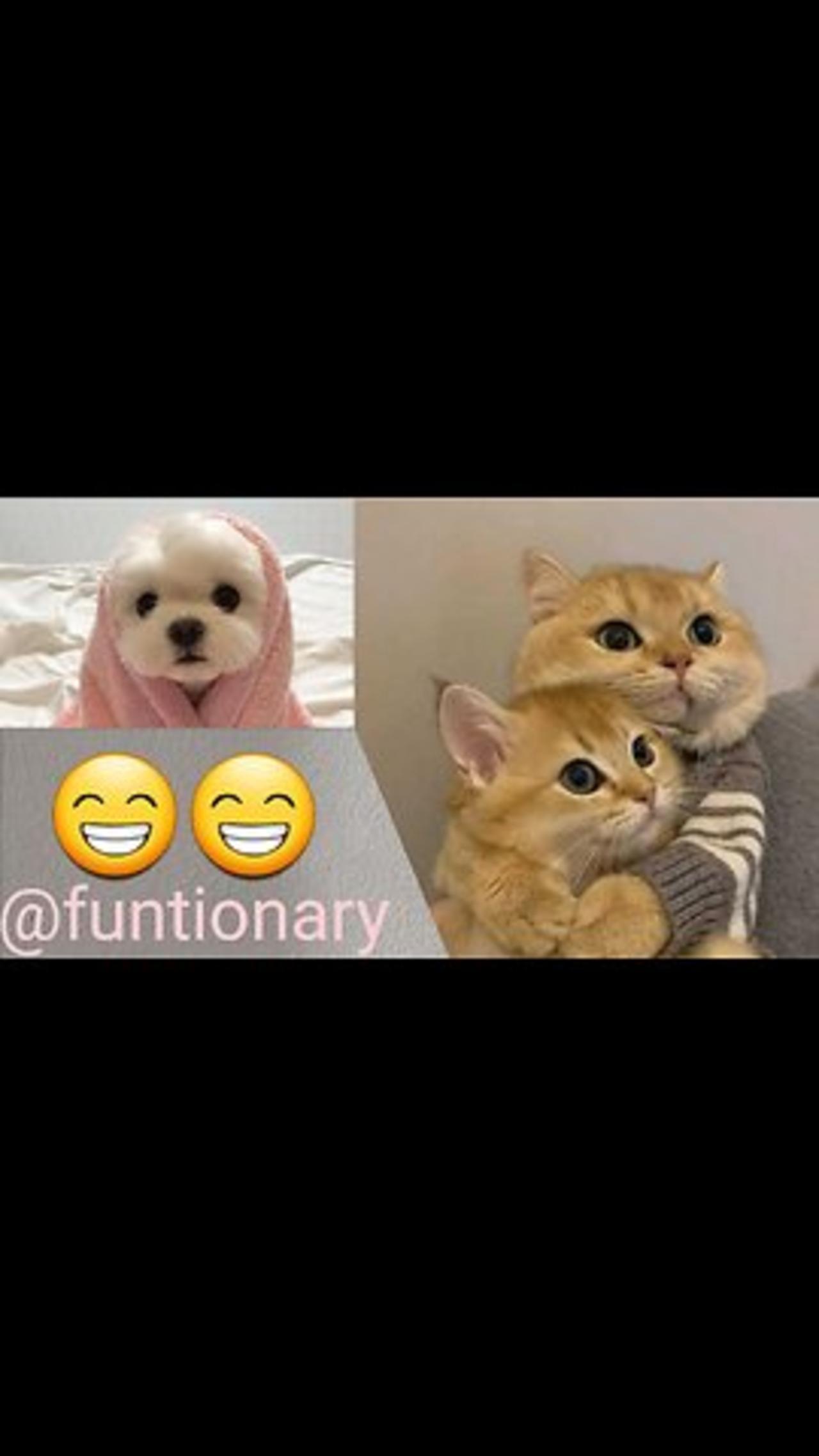 funny pets. video no 5