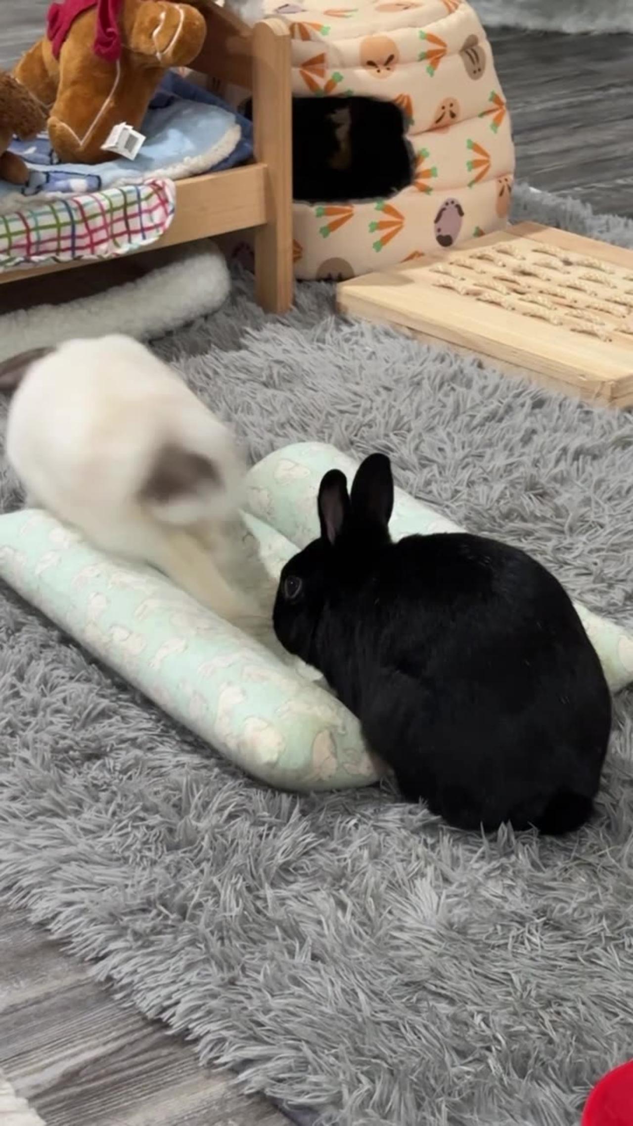 Sneaky Bunny Steals Bed From Brother