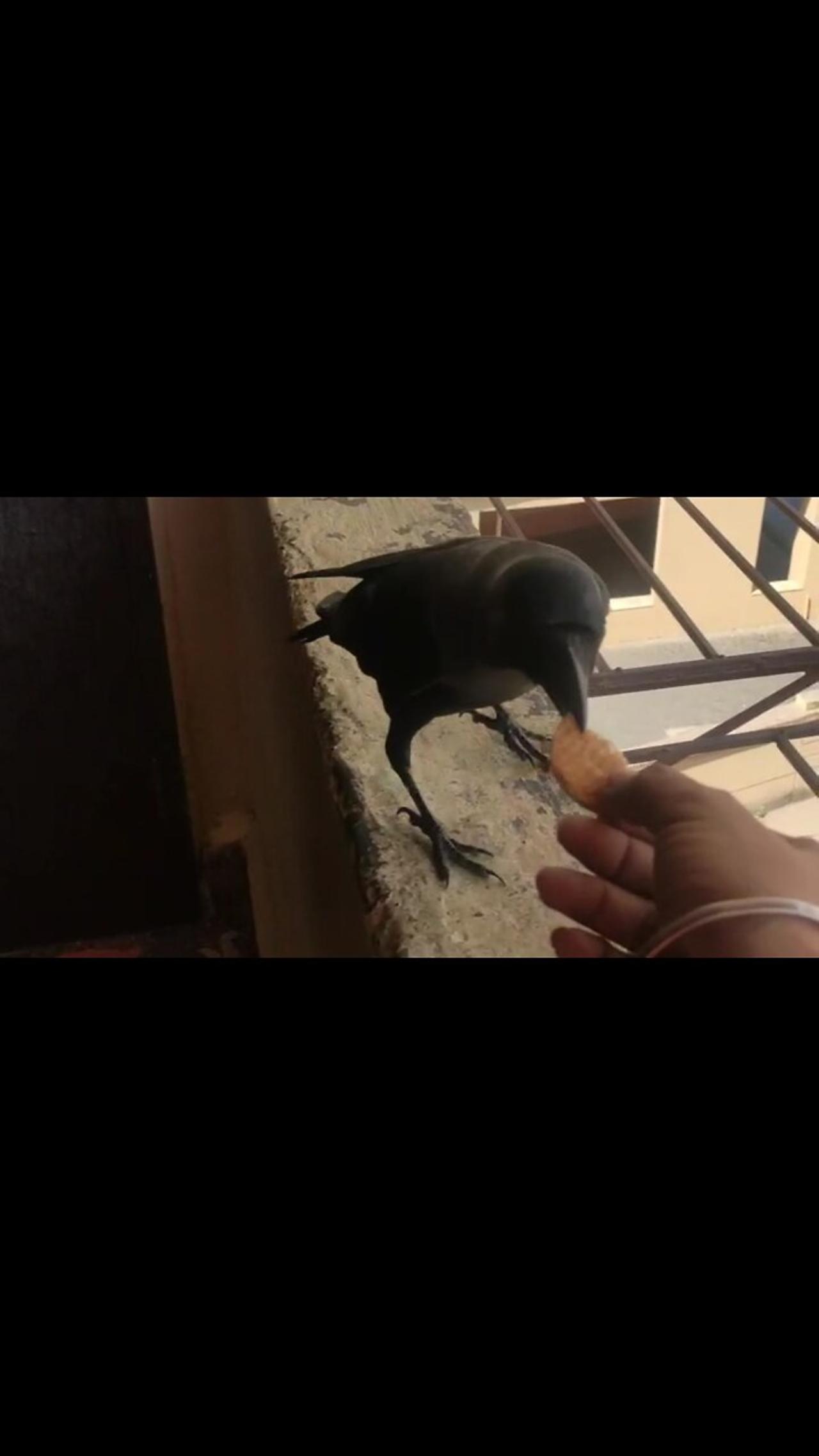 Indian house crow training funny video. Try not to laugh