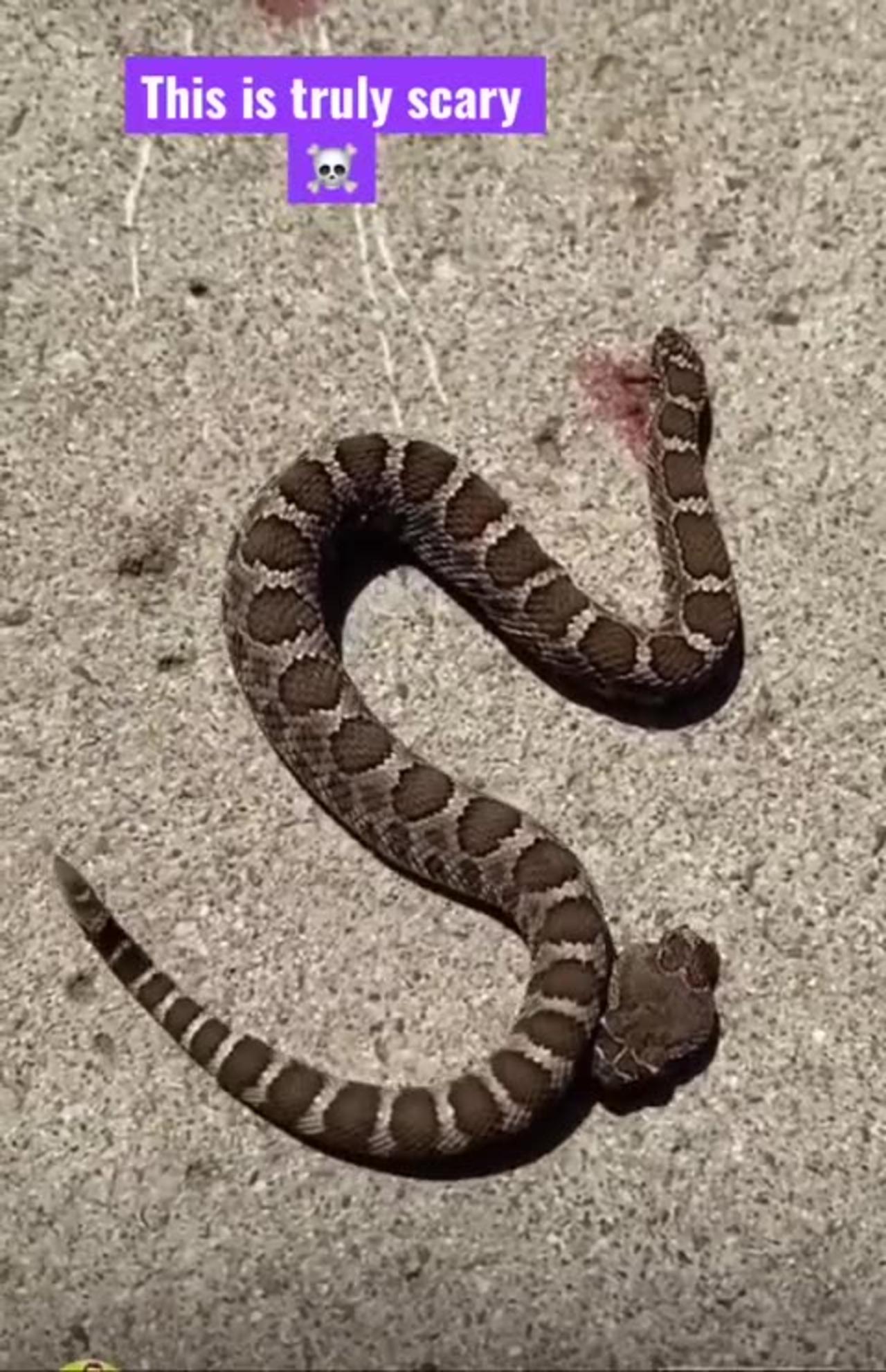 Headless Rattlesnake Bites Itself" - Unravel the Bizarre Phenomenon in the Serpent Realm! 🌿📽️