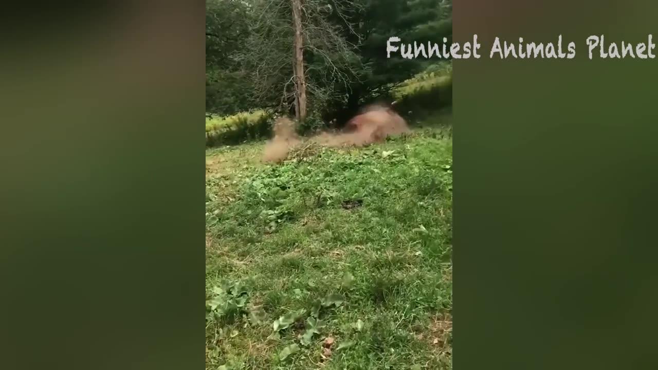 Animals most funny video🤣🤣