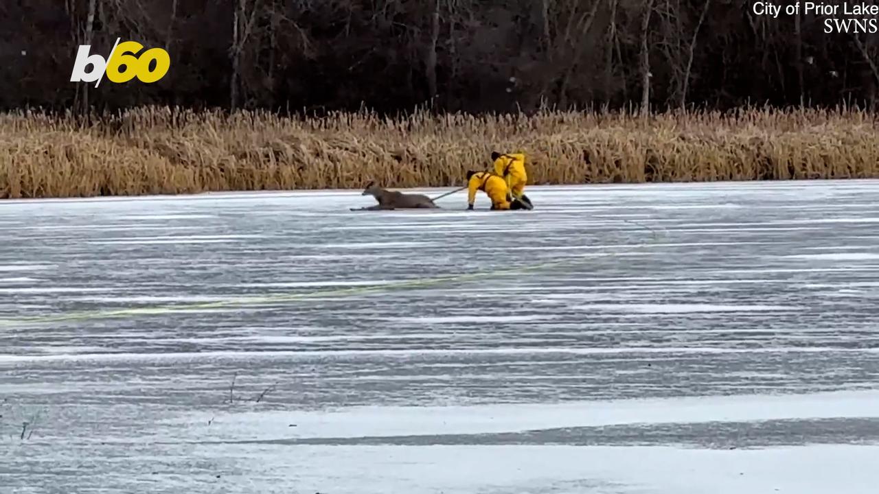 Deer Rescued From Middle of Frozen Lake