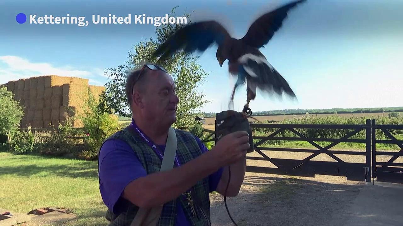 English falcons trained to scare pigeons off Wimbledon courts