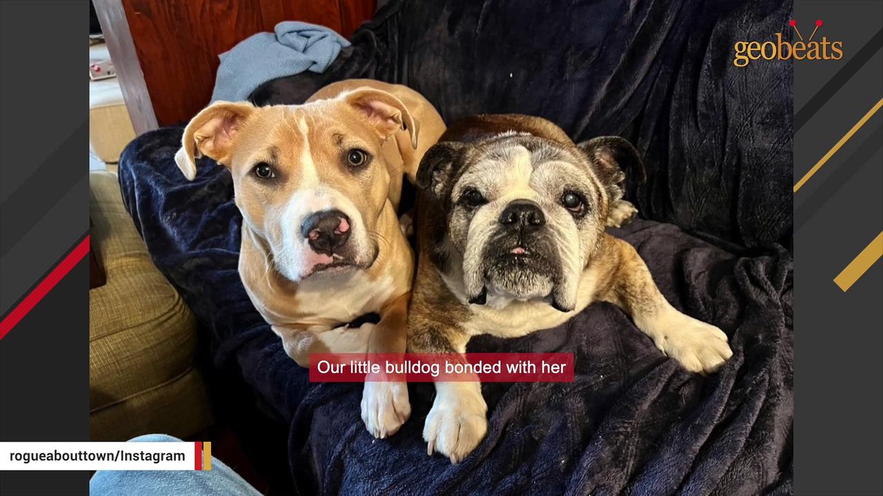 Dog's smile hides heartbreaking past