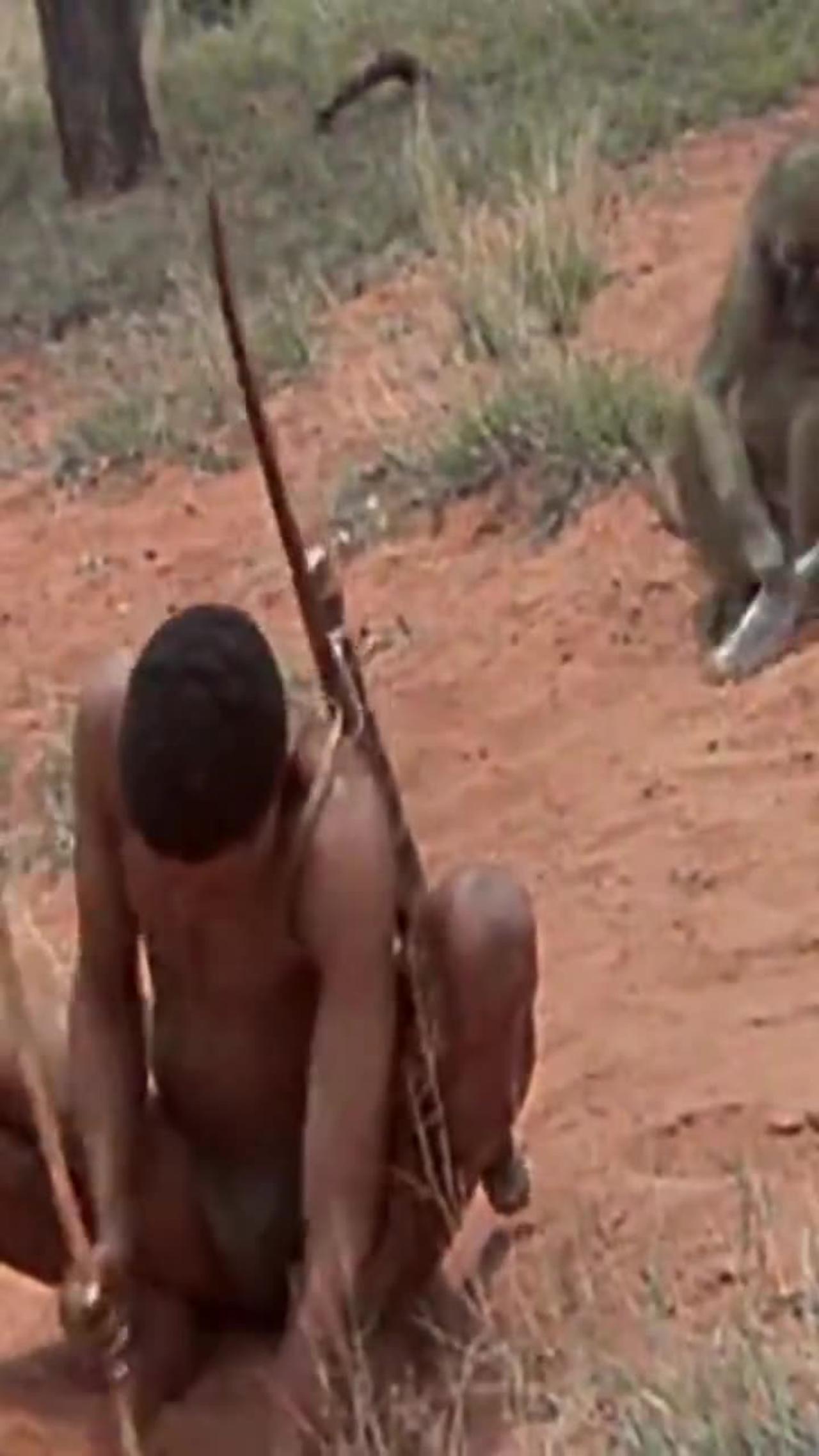 How to get thing from - baboon back - bushman - kalhari