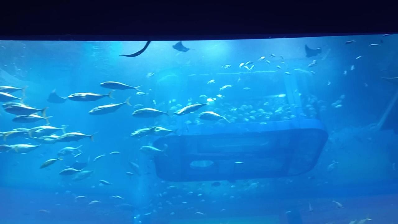 Dubai Mall Fish Tank