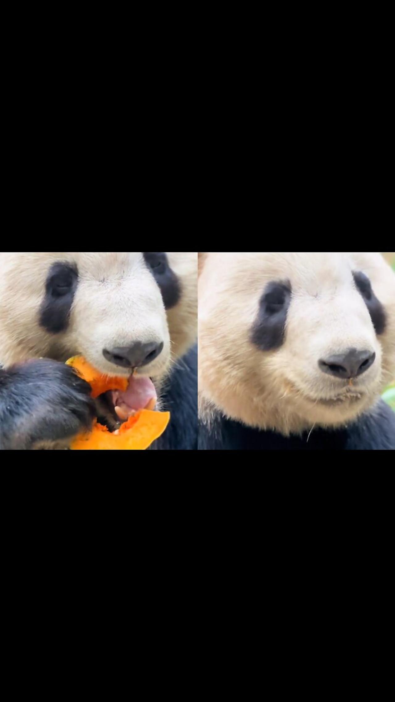 Giant Panda: Eat a pumpkin ring!
