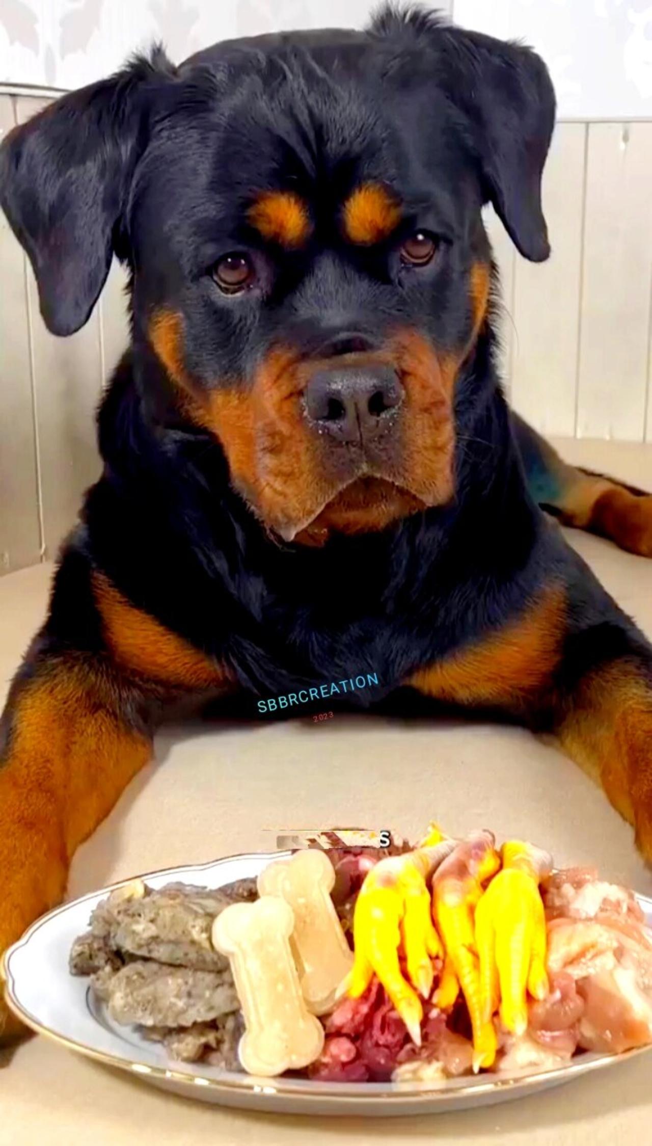 Angry Labrador Retriever  dog eating food looking intesesting