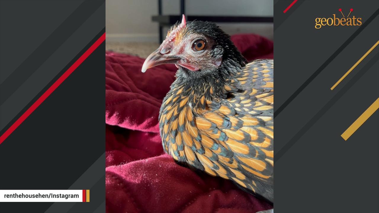 Chicken purrs like cat when woman says I love you
