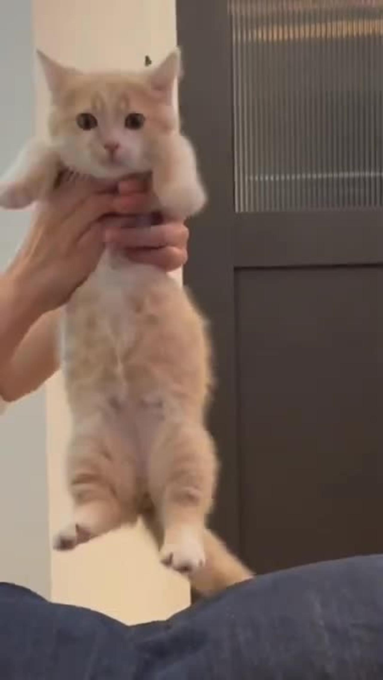 Funny Cat  Video