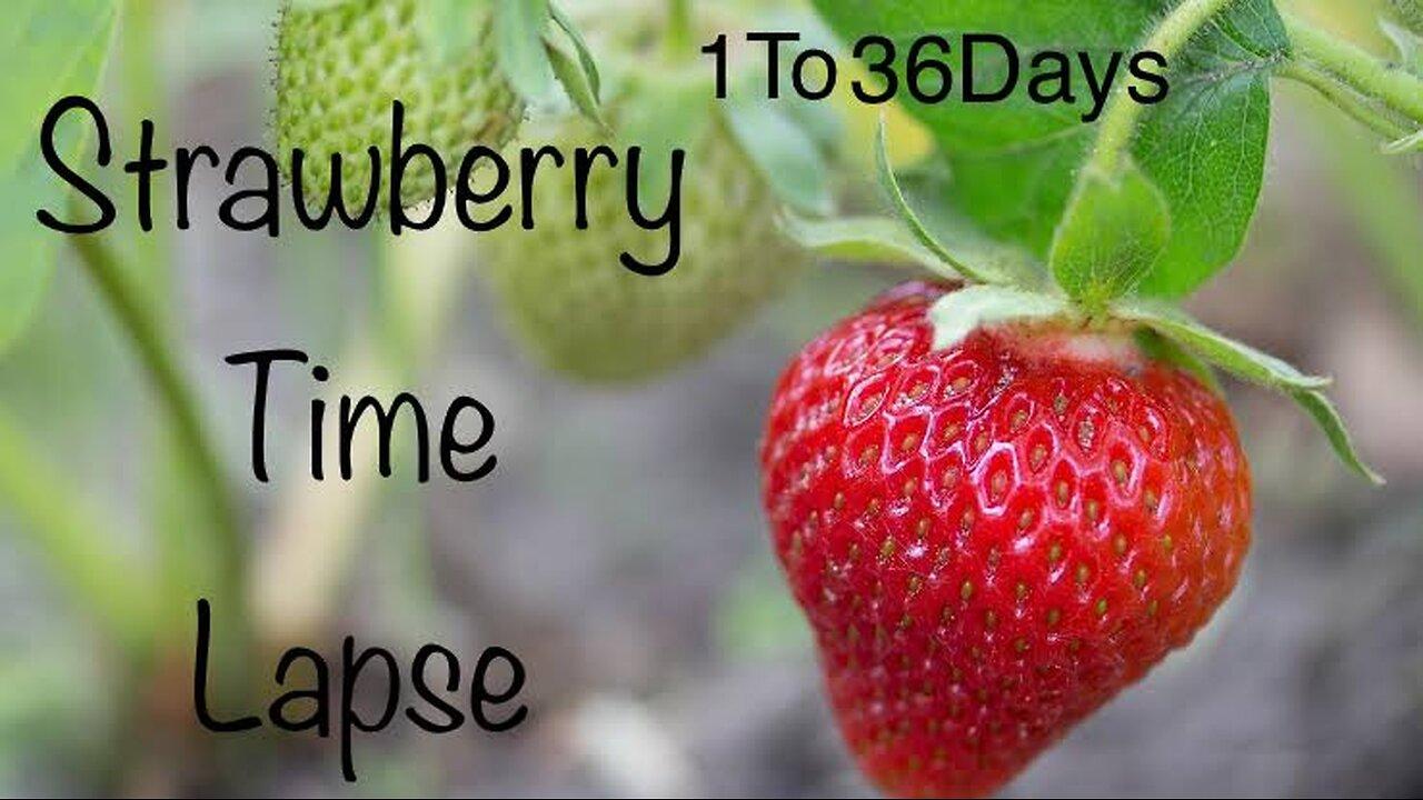 Strawberry Flower to Fruit Timelapse in 36 One News Page VIDEO