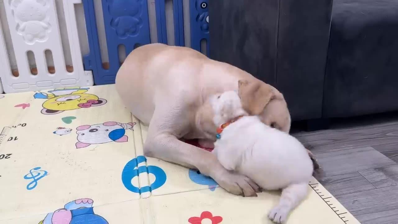 Labrador Retriever Puppy Meets Brother Ten Times Older Than Him for First Time#3
