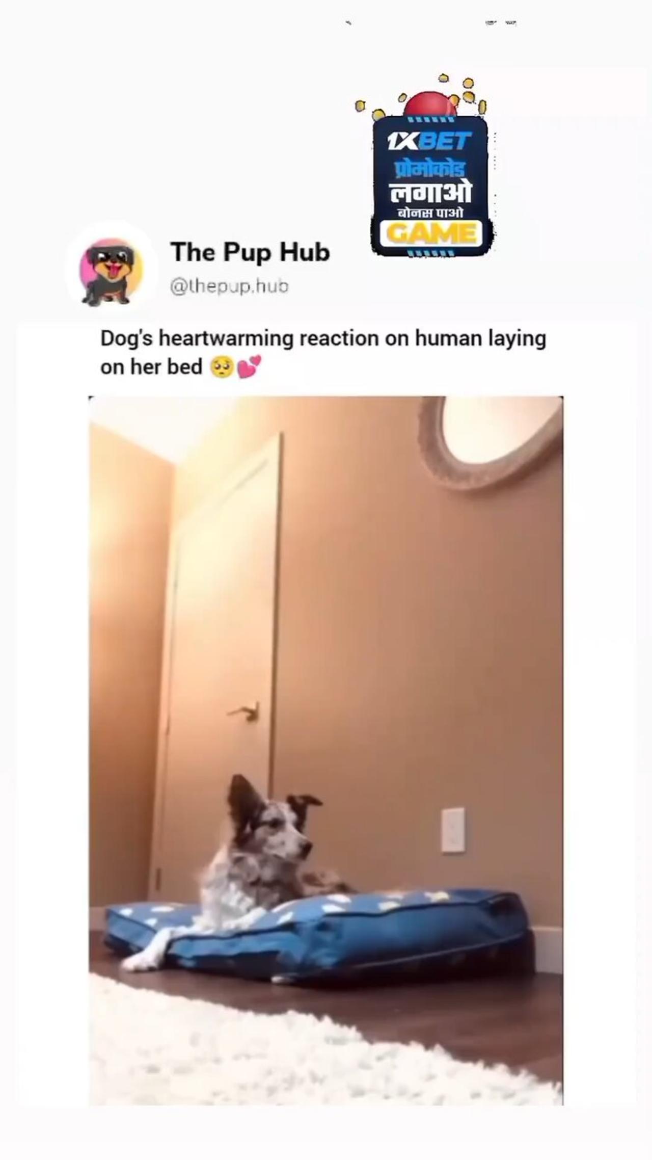 animal funny video