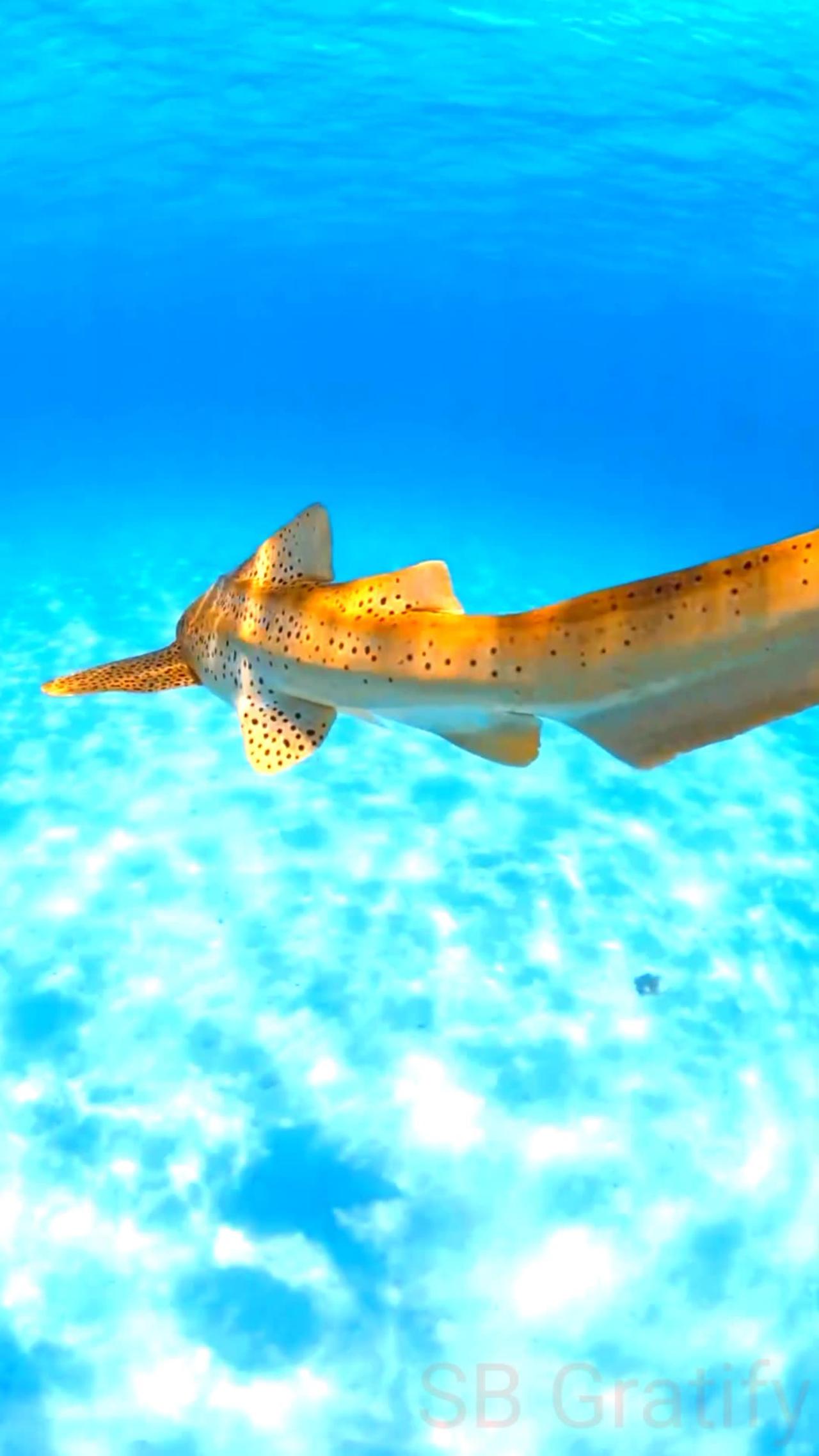 Satisfying Zebra Shark ASMR That Makes You Calm Original Satisfying Videos PART - 9