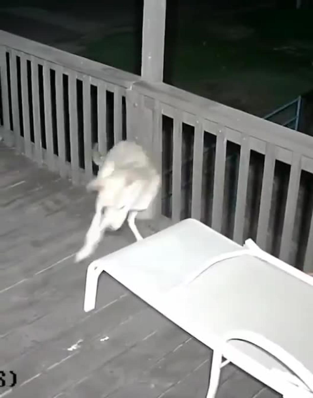 Coyote Vs Cat - One News Page VIDEO