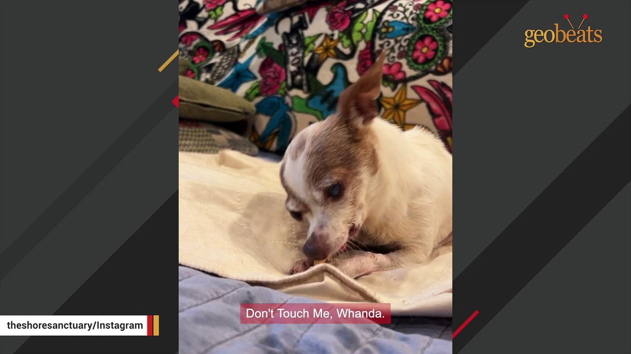 Chihuahua scared of human touch is totally different now