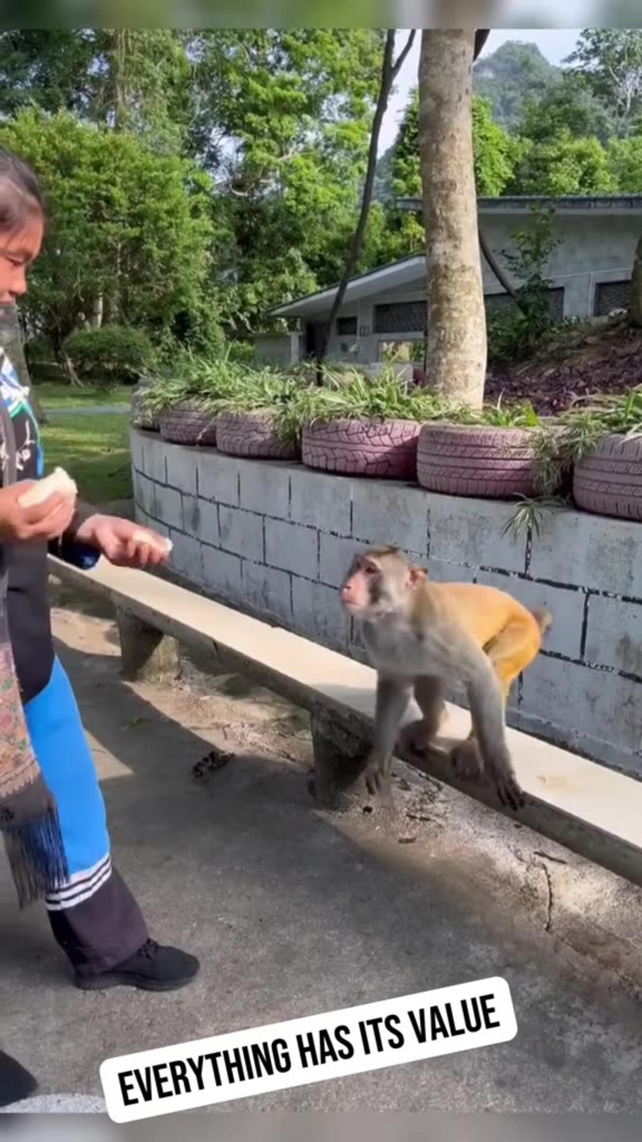 Monkey for food
